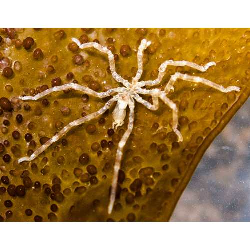 Семейство Ammotheidae фото