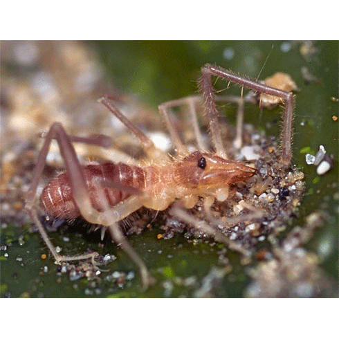 Семейство Ammotrechidae фото