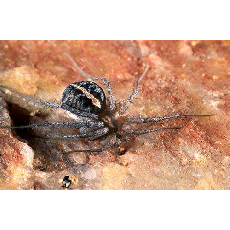 Семейство Ammoxenidae фото