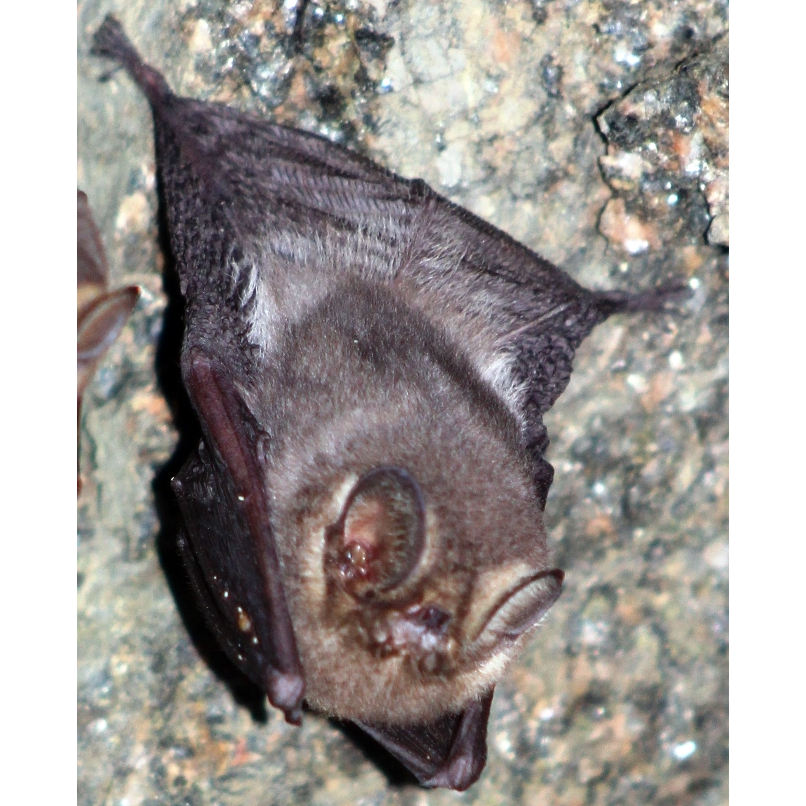 Дымчатая летучая мышь (Amorphochilus schnablii) Фото №1