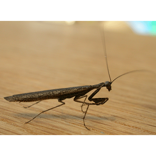 Семейство Amorphoscelidae фото