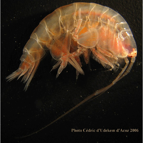 Семейство Ampeliscidae фото