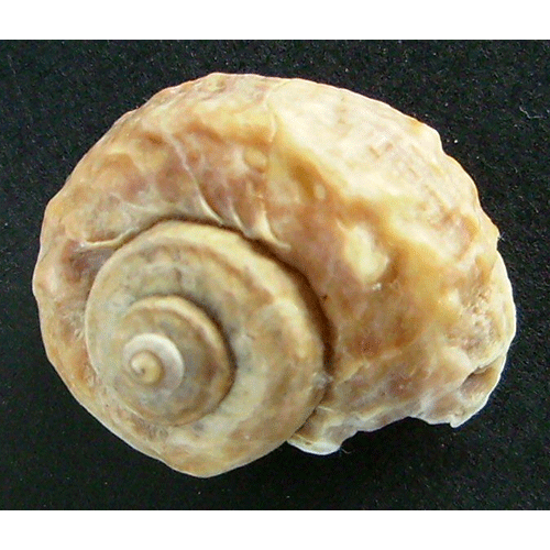 Семейство Amphiboloidea  фото