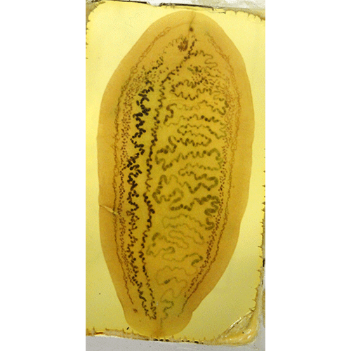 Семейство Amphilinidae  фото
