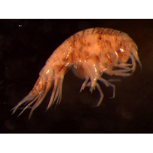 Семейство Amphilochidae фото