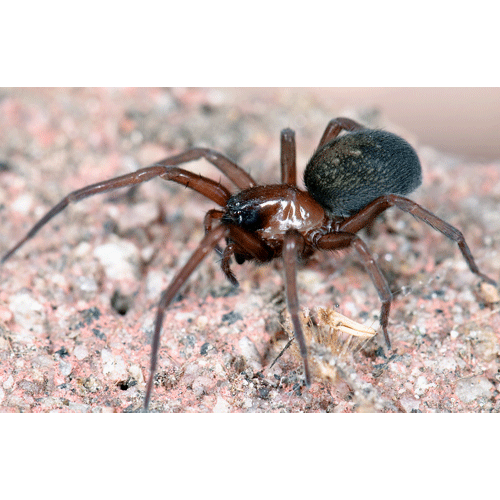 Семейство Amphinectidae фото