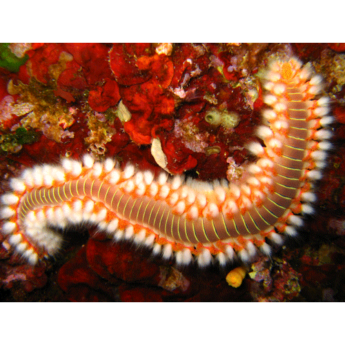 Семейство Amphinomidae фото