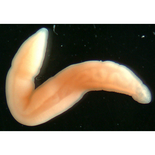 Семейство Amphiporidae  фото