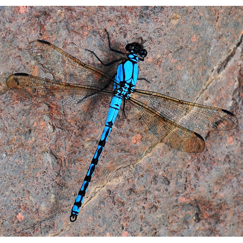 Семейство Amphipterygidae фото