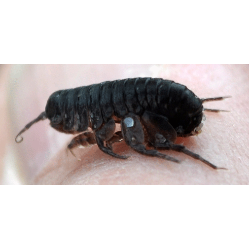 Семейство Amphisopidae фото