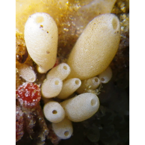 Семейство Amphoriscidae  фото