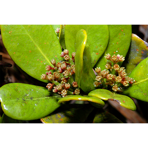 Семейство Amphorogynaceae фото