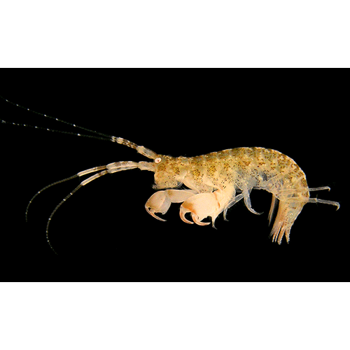 Семейство Ampithoidae фото