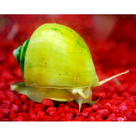 Семейство Ampullarioidea  фото