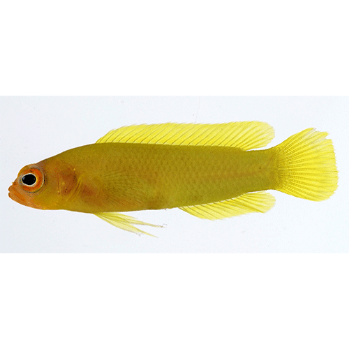 Род Amsichthys фото