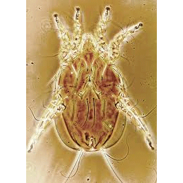 Семейство Analgidae фото