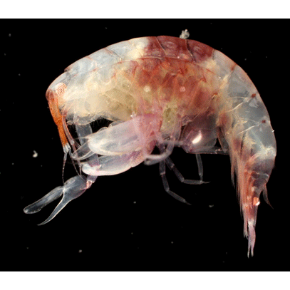 Семейство Anamixidae фото