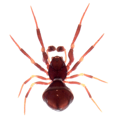 Семейство Anapidae фото