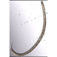 Семейство Anatonchidae  фото