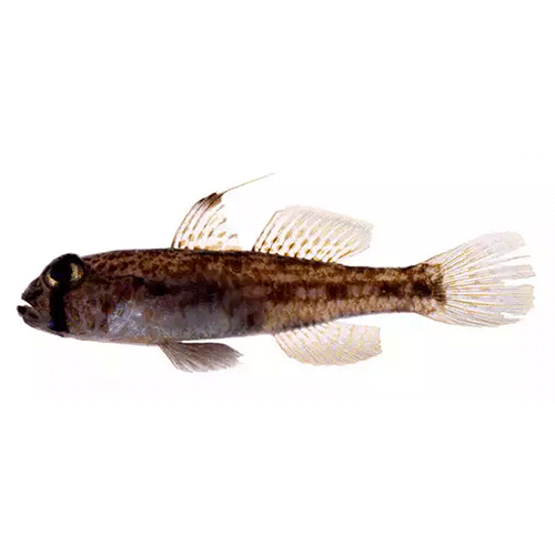 Род Ancistrogobius фото