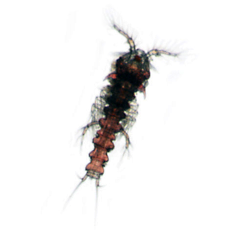 Семейство Ancorabolidae фото