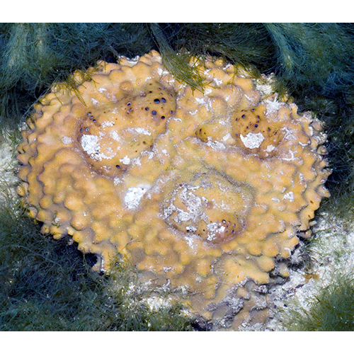 Семейство Ancorinidae  фото