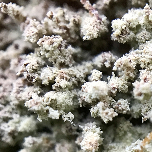 Семейство Andreiomycetaceae фото