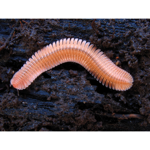 Семейство Andrognathidae фото