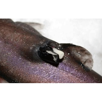 Семейство Anelasmatidae фото