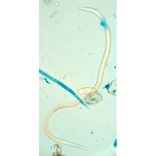 Семейство Anguinidae  фото