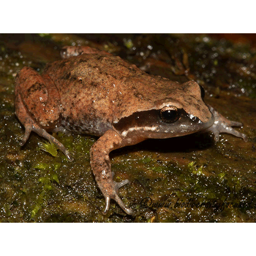  Род Anhydrophryne  фото