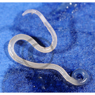 Семейство Anisakidae  фото