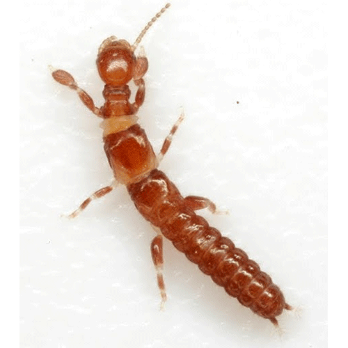 Семейство Anisembiidae фото
