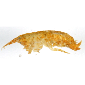 Семейство Anisogammaridae фото