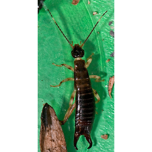 Семейство Anisolabididae фото