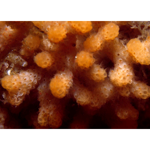 Семейство Annectocymidae фото