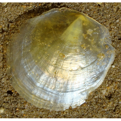 Семейство Anomioidea  фото