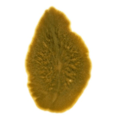 Семейство Anonymidae  фото