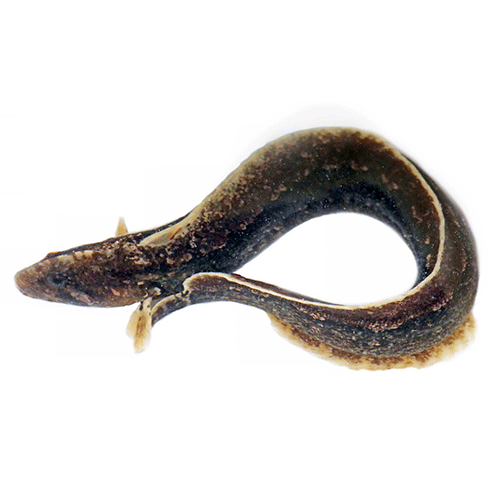 Род Anoplarchus фото