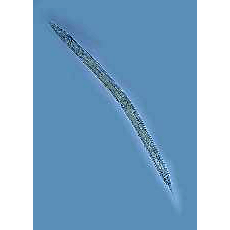 Семейство Anoplostomatidae  фото