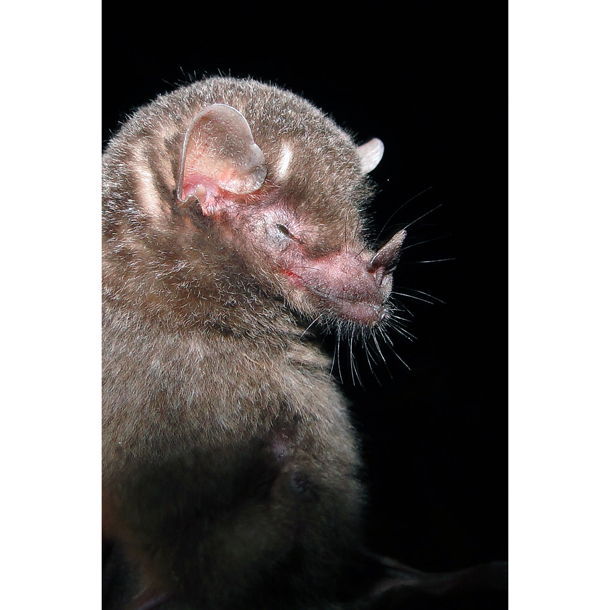 Equatorial tailless bat (Anoura aequatoris) Фото №5