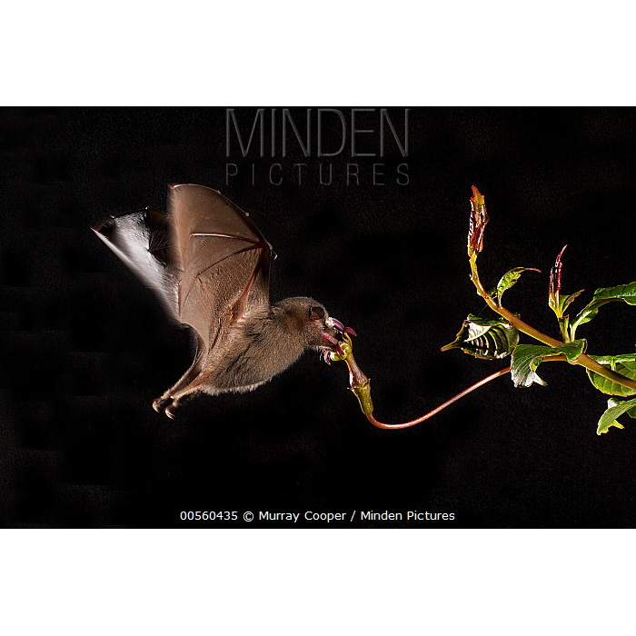 Tube-lipped Nectar Bat (Anoura fistulata) Фото №3
