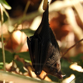 Anoura geoffroyi geoffroyi