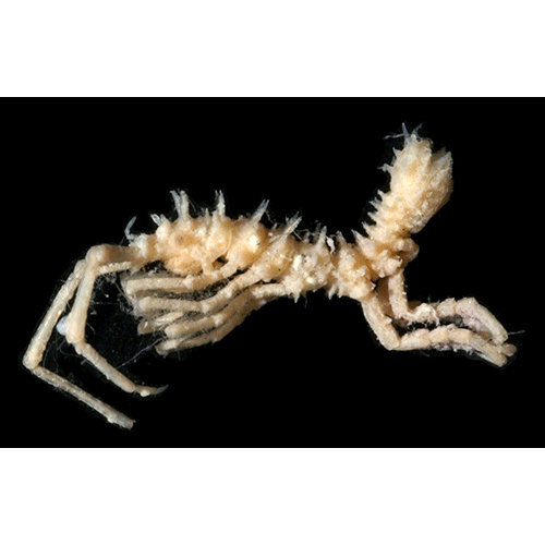 Семейство Antarcturidae фото