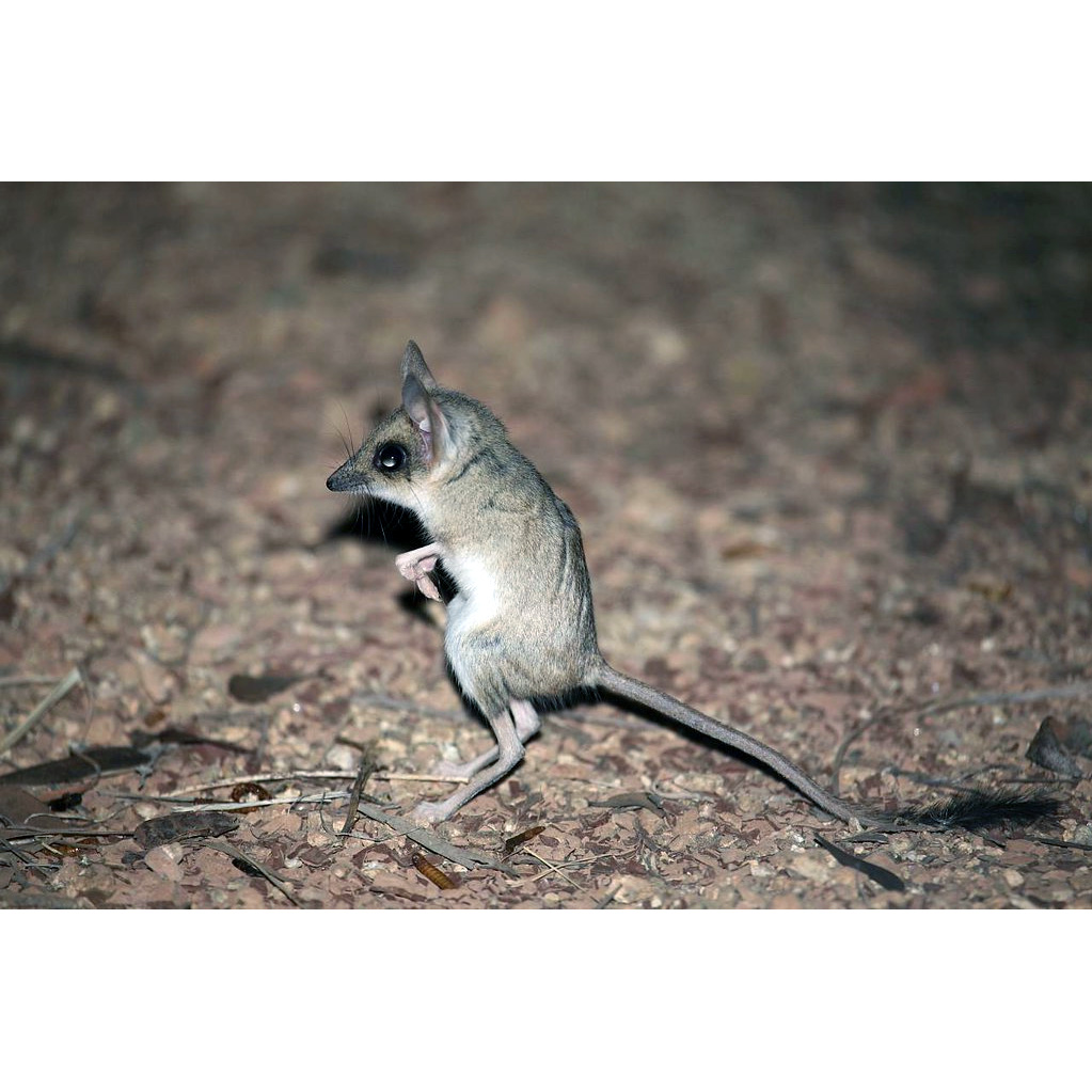 Сумчатый тушканчик (Antechinomys laniger) Фото №4