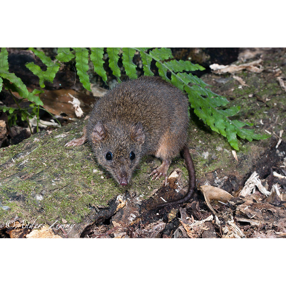 Tropical Antechinus (Antechinus adustus) Фото №2
