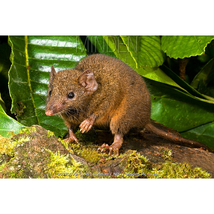 Tropical Antechinus (Antechinus adustus) Фото №3