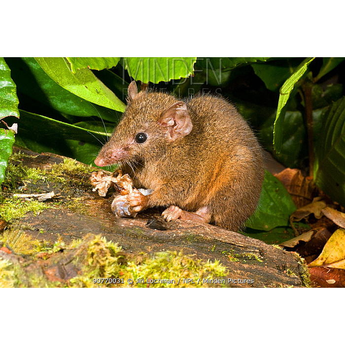 Tropical Antechinus (Antechinus adustus) Фото №4