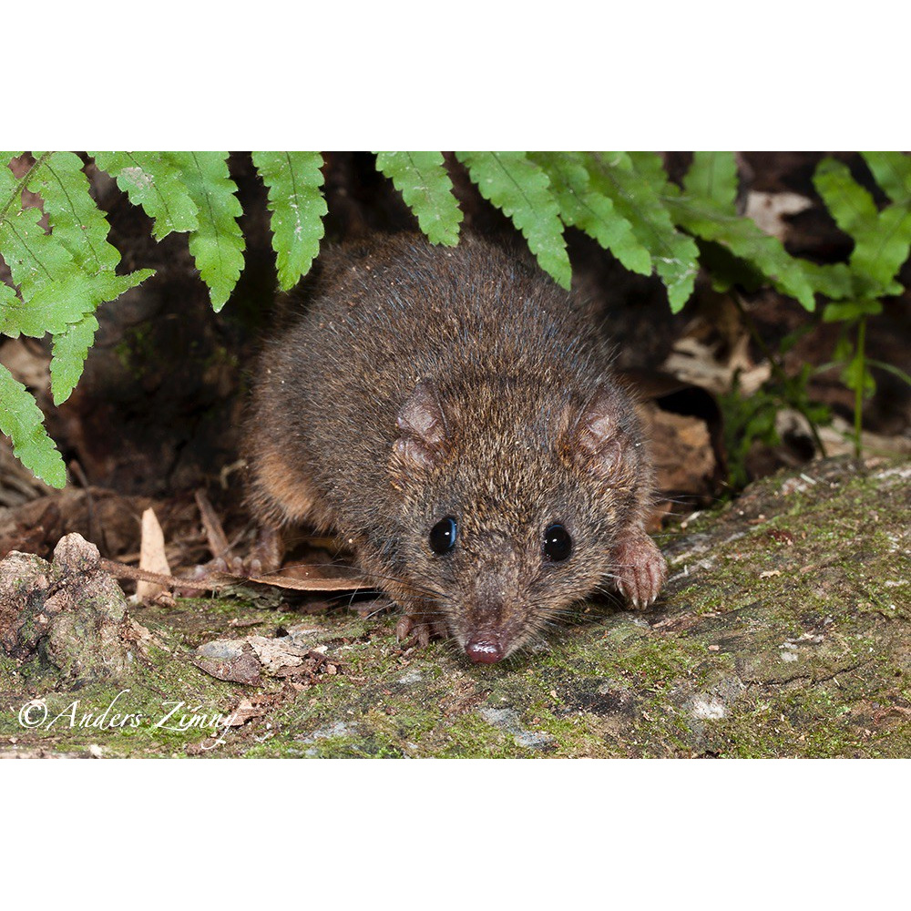 Tropical Antechinus (Antechinus adustus) Фото №5