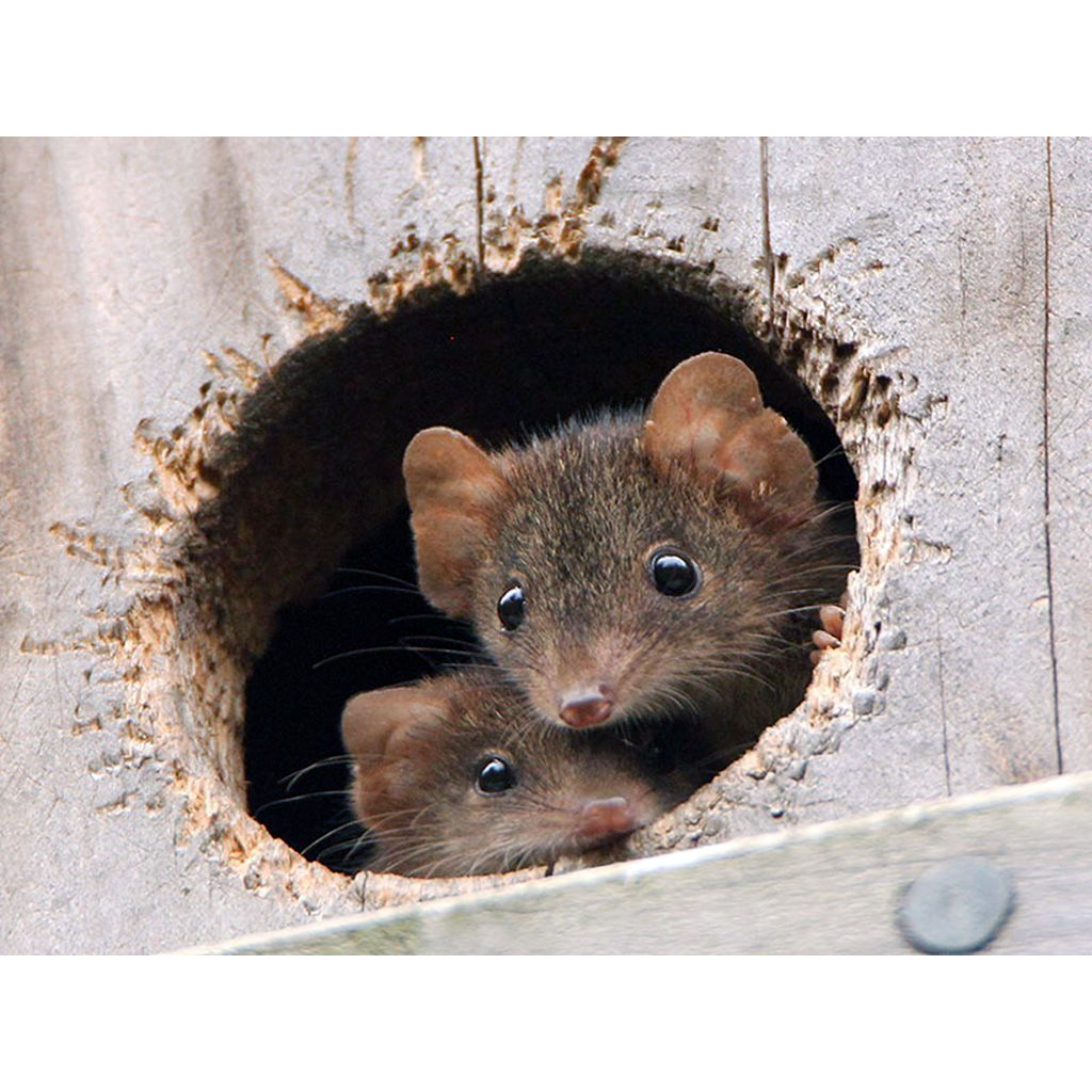 Agile Antechinus (Antechinus agilis) Фото №10